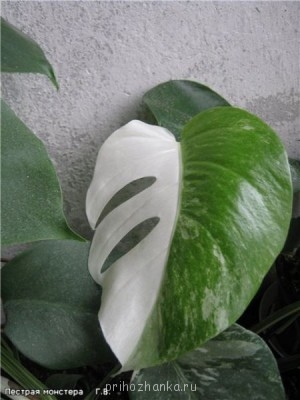 Мои комнатные растения. - 129169366519004131.jpg