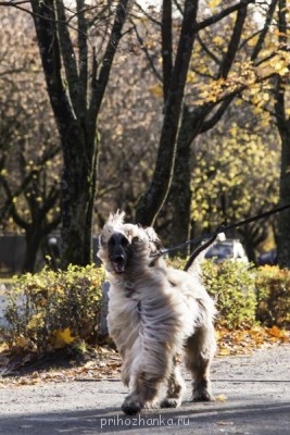 Клуб кинологов-любителей - IMG_1593-1.jpg