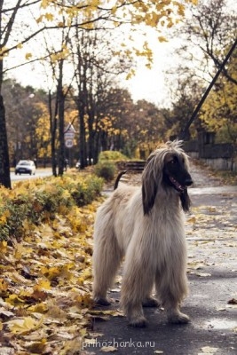 Клуб кинологов-любителей - IMG_1606.jpg