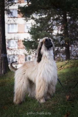 Клуб кинологов-любителей - IMG_1611.jpg