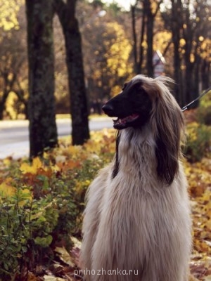 Клуб кинологов-любителей - IMG_1603-1.jpg