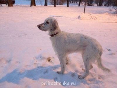 Клуб кинологов-любителей - IMG_2504.JPG