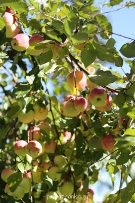 Кофе. Как без него жить?  - IMG_7501.JPG