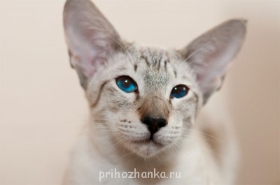 Клуб фелинологов-любителей  - 15959.jpg