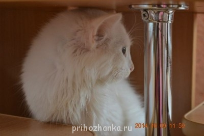 Клуб фелинологов-любителей  - 1.jpg