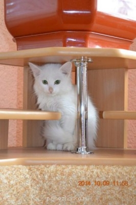 Клуб фелинологов-любителей  - 2.jpg