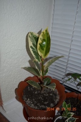 Мои комнатные растения. - DSC_3949.JPG