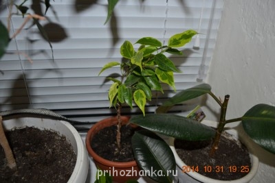 Мои комнатные растения. - DSC_3950.JPG