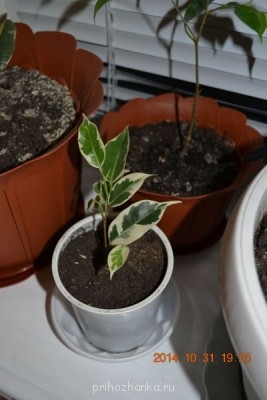 Мои комнатные растения. - DSC_3951.JPG