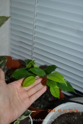 Мои комнатные растения. - DSC_3952.JPG