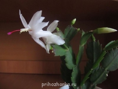 Мои комнатные растения. - IMG_1161.jpg