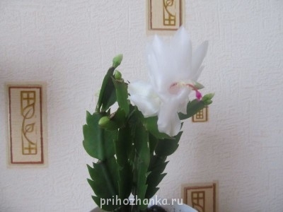 Мои комнатные растения. - IMG_1159.jpg