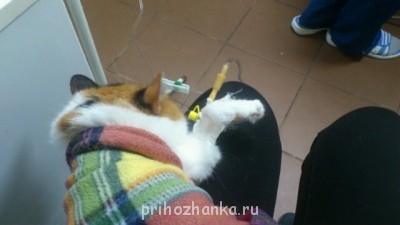 Хелп. Кошка обнаглела..или заболела? - 51225_original.jpg