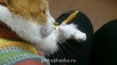 Хелп. Кошка обнаглела..или заболела? - 51724_original.jpg