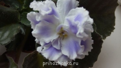 Мои комнатные растения. - IMG_20141101_153130.jpg