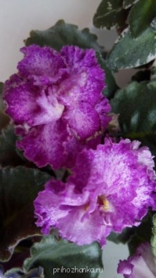 Мои комнатные растения. - IMG_20141101_153100.jpg