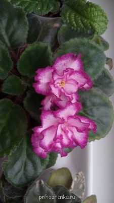 Мои комнатные растения. - IMG_20141101_153036.jpg