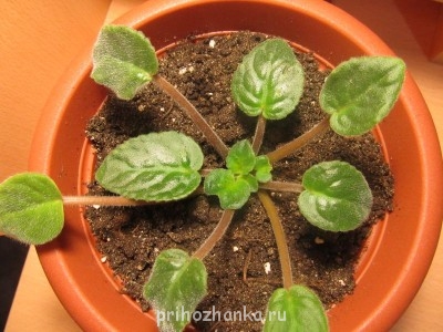 Мои комнатные растения. - IMG_1175.jpg