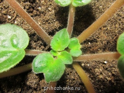 Мои комнатные растения. - IMG_1177.jpg