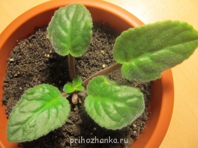 Мои комнатные растения. - IMG_1174.jpg