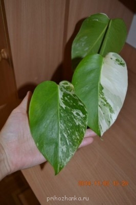 Мои комнатные растения. - o7YNBbUeI48.jpg