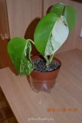 Мои комнатные растения. - qDd_VEijO8s.jpg