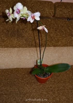 Мои комнатные растения. - DSC_4090.JPG