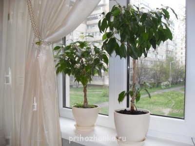 Мои комнатные растения. - 1.jpg