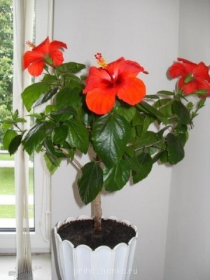 Мои комнатные растения. - 2.jpg