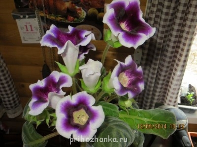 Мои комнатные растения. - IMG_0506.JPG