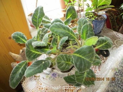 А это селекция голландская.Обильно цвела только один сезон.Теперь только листья одни.