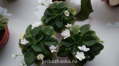 Мои комнатные растения. - IMG_20141106_162723.jpg