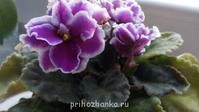 Мои комнатные растения. - IMG_20141106_162801.jpg