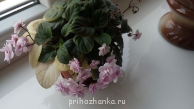 Мои комнатные растения. - IMG_20141106_162918.jpg