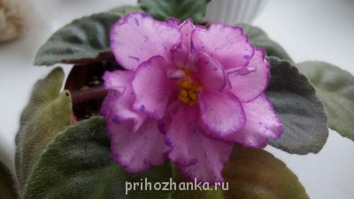 Мои комнатные растения. - IMG_20141110_092901.jpg