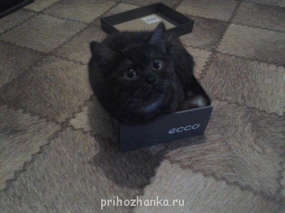 Клуб фелинологов-любителей  - 20141118_151810.jpg