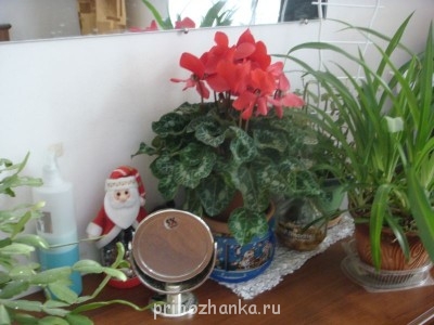 Мои комнатные растения. - DSC00196.JPG