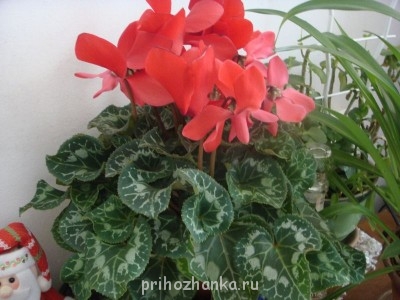 Мои комнатные растения. - DSC00197.JPG