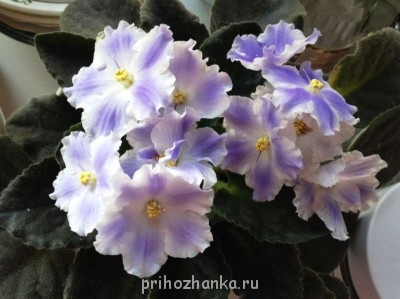 Мои комнатные растения. - IMG_0663.JPG