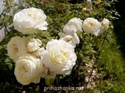 роза "остинка" Клэр Остин*