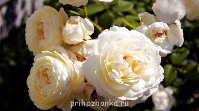 Клэр Остин*