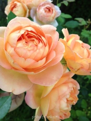 из питомника Дэвида Остина, *Леди оф Шалот*. Все оттенки лососевого =)
