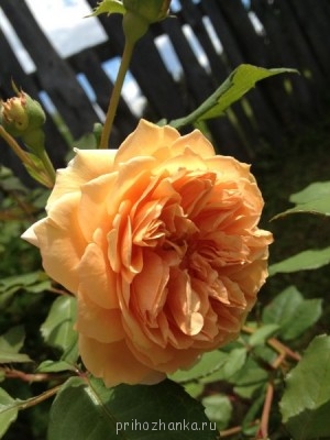 остинка оранжевой группы, забыла название.