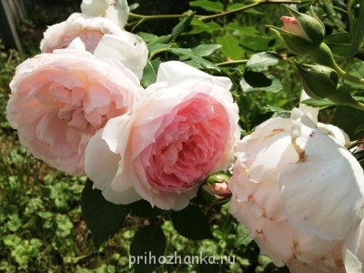 тоже остинка, пепельный розовый цвет...цветок формы "старинных" роз.