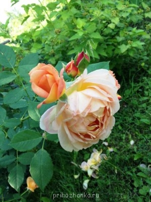 остинка в роспуске..)