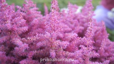 астильба