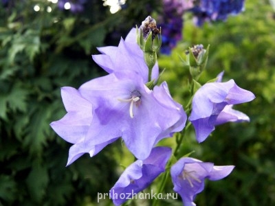 колокольчики