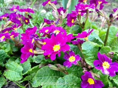 Декоративные садовые растения. - цв.JPG