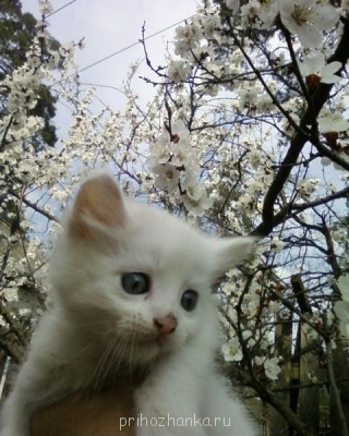 Кого из животных вы содержите? Фото приветствуется. - Фото-0143.jpg