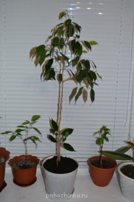 Мои комнатные растения. - результат.jpg